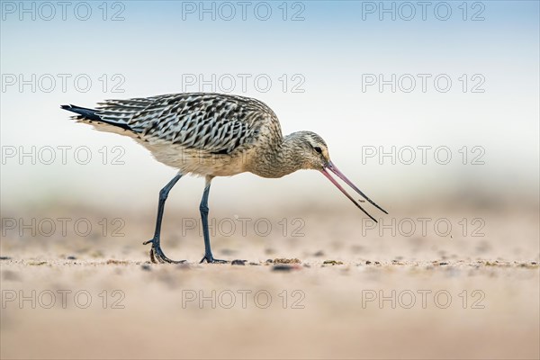 Bar-tailed Godwit