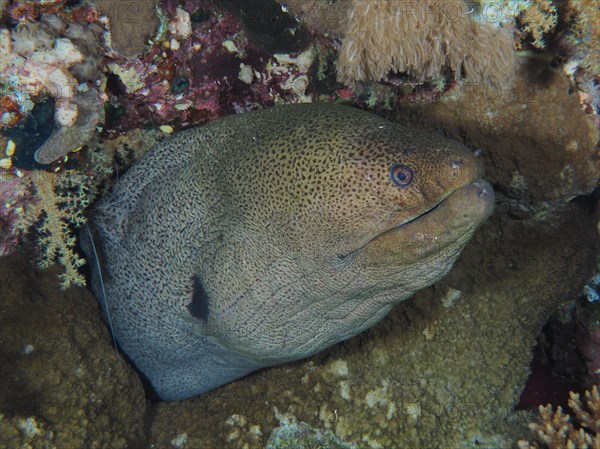 Close-up of giant moray