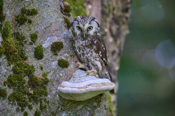 Tengmalm's Owl