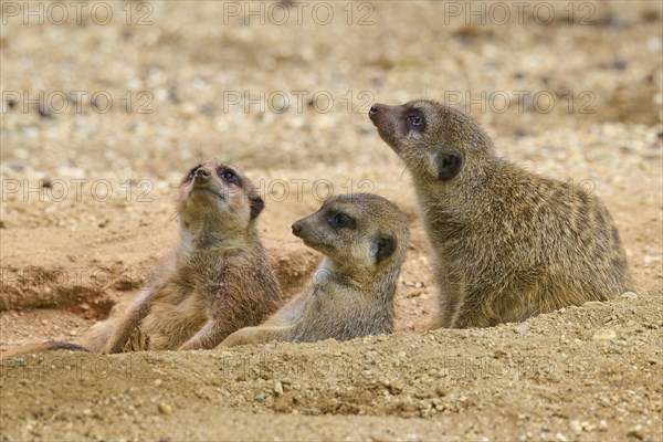 Meerkats