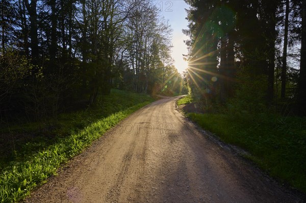 Forest path