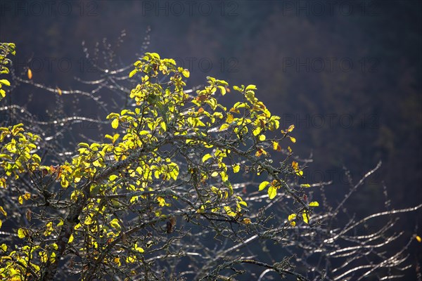 Morning atmosphere in Oppenau