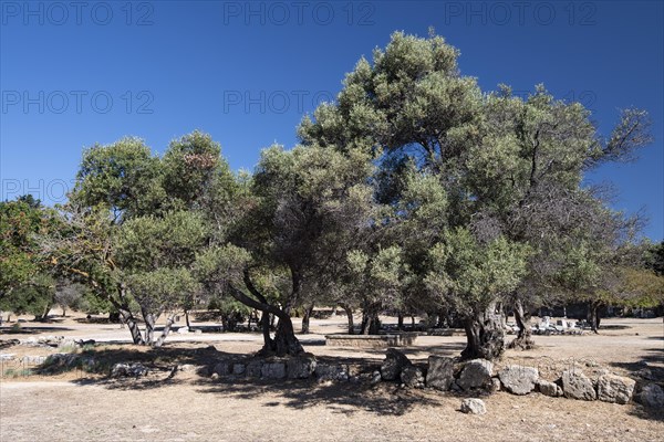 Hundred-year-old olive trees