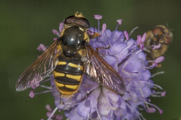 Common wasp fly