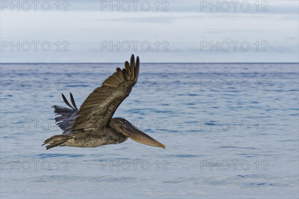 Brown pelican