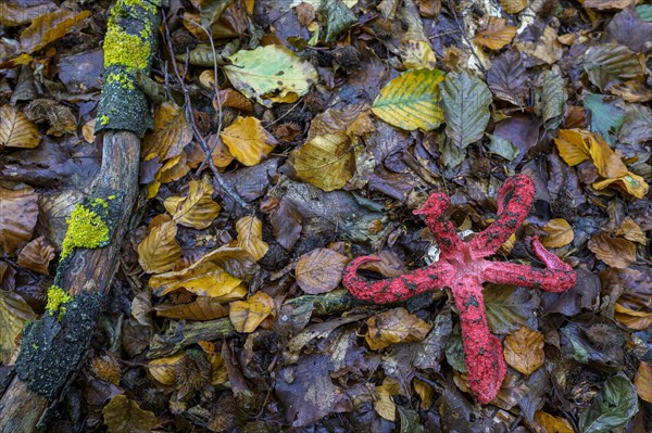 Octopus stinkhorn