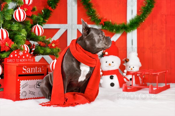 French Bulldog dog wearing red winter scarf next to festive traditional red and white Christmas decoration