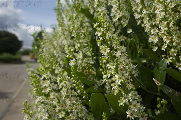 Laurel cherry