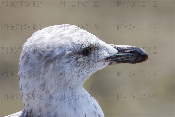 European herring gull