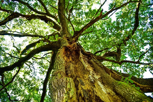 Old oak tree