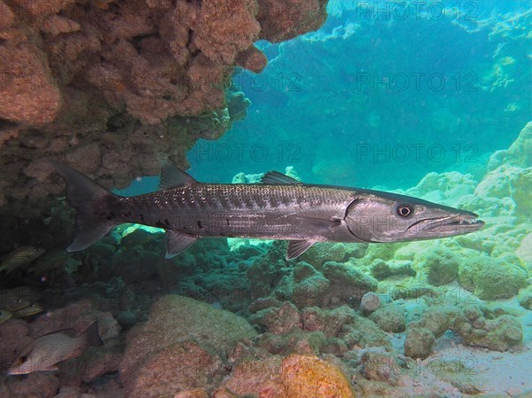 Great barracuda