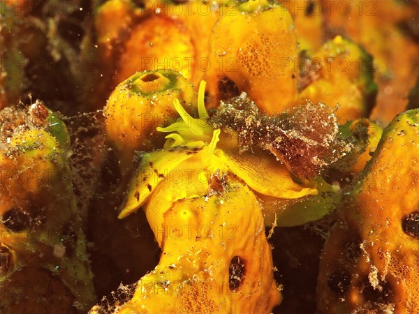 Two specimens of golden sponge snail