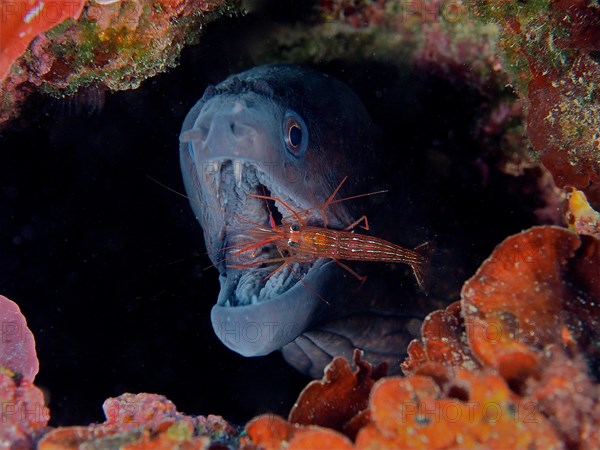 A mediterranean moray