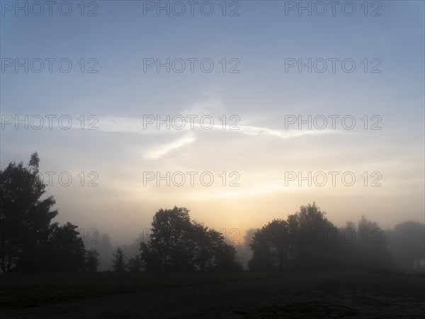 Fog and dawn between trees and meadows