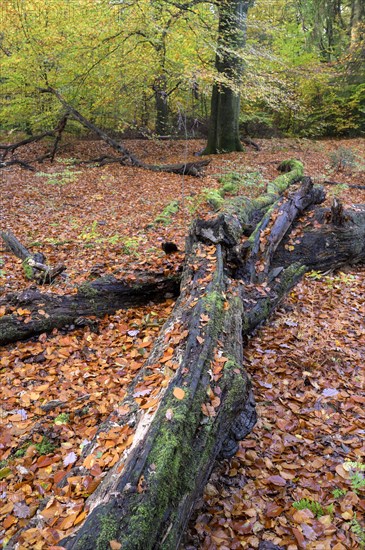 Beech forest in autumn