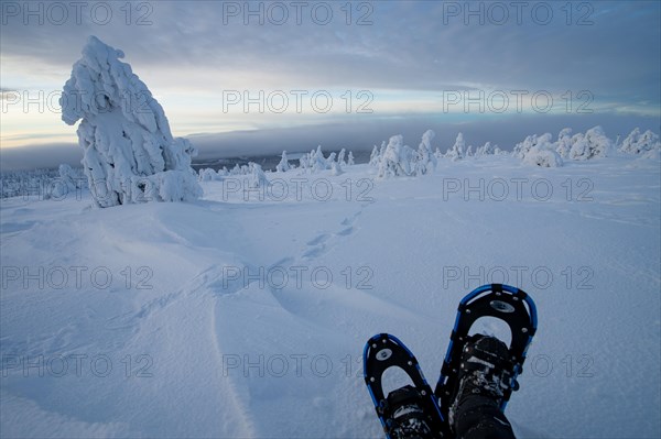 Winter landscape with snow-covered trees and snowshoes and the tracks