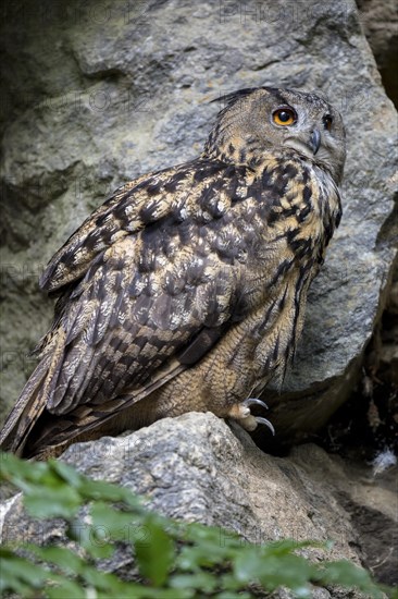 Eurasian eagle-owl