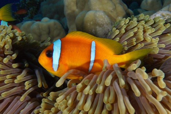 Red sea clownfish