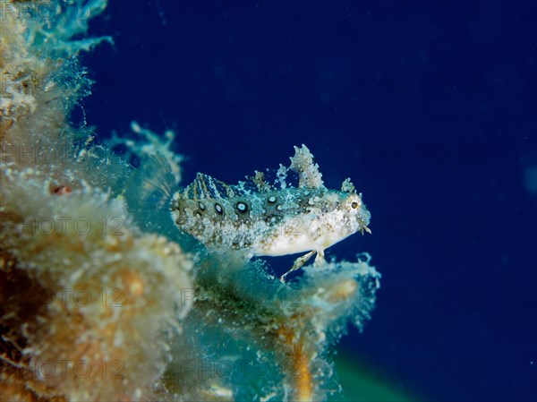 Sabre-toothed blenny