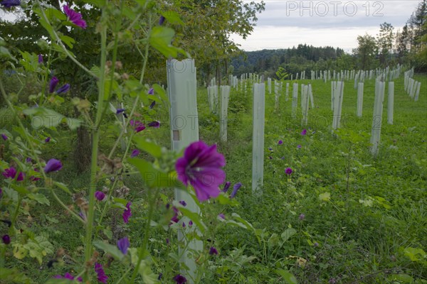 Tree Protection Cover