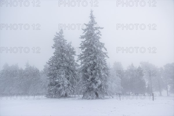 Winter forest with hoarfrost on the trees and fog on the mountain Kandel