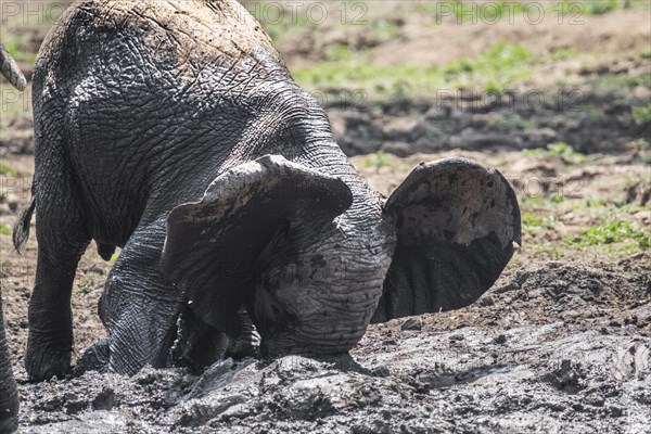 Baby elephants