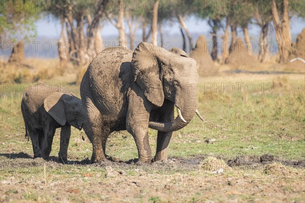 2 elephants