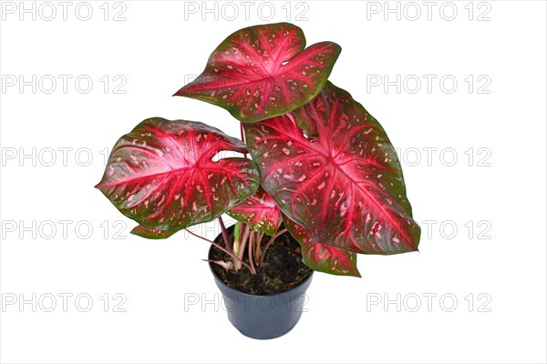 Exotic Caladium Red Flash houseplant with bright red leaves in pot on white background