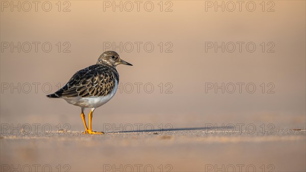 Ruddy Turnstone