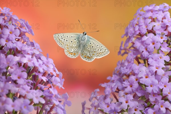 Common blue butterfly