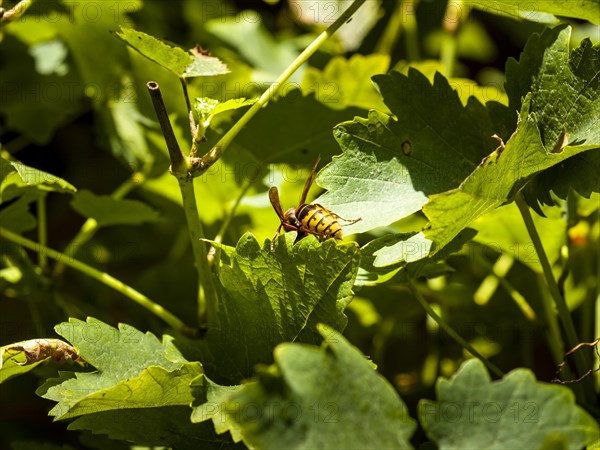 European hornet