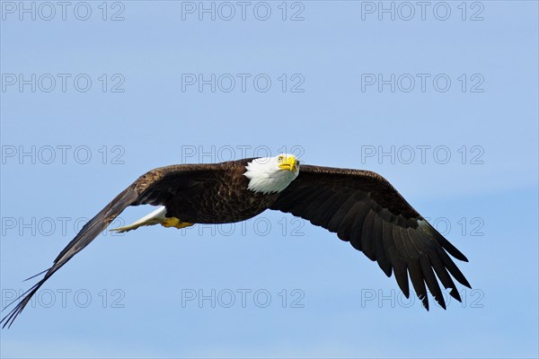 Bald eagle in flight