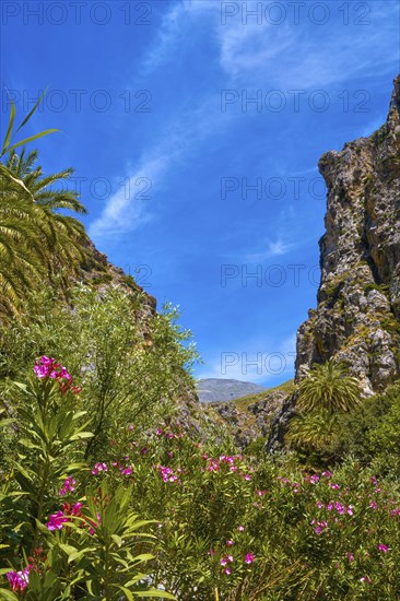 View of Kourtaliotis river and canyon near Preveli beach at Libyan sea