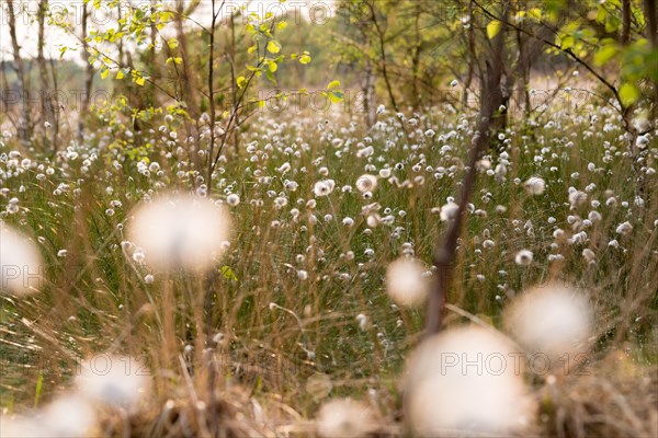 Hare's-tail cottongrass