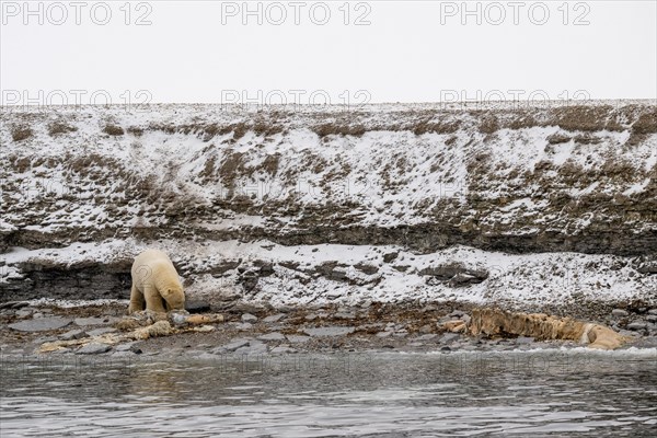 Scavenging polar bear