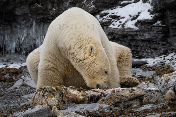 Scavenging polar bear