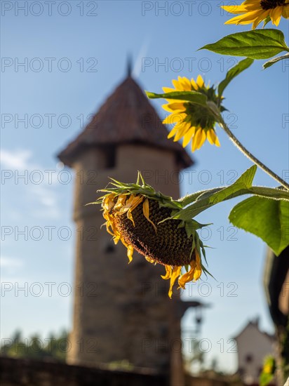 Sunflowers