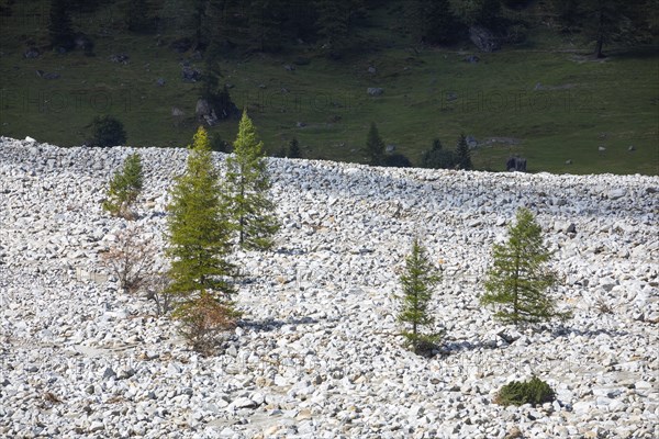 Debris pile after storm in Kolm Saigurn