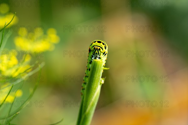 Swallowtail