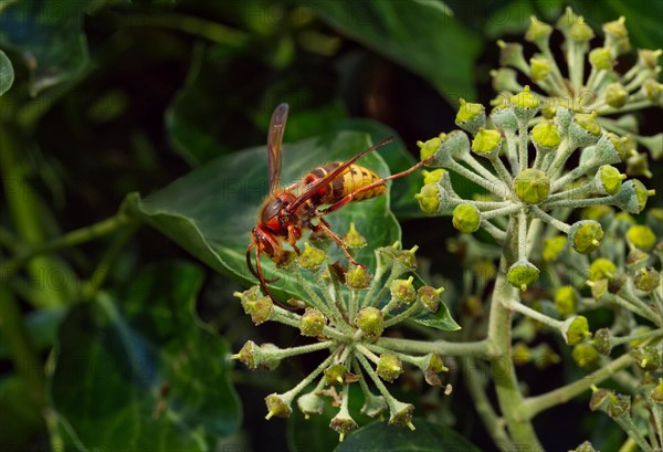 European hornet