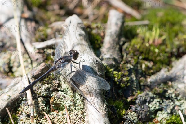 Black darter