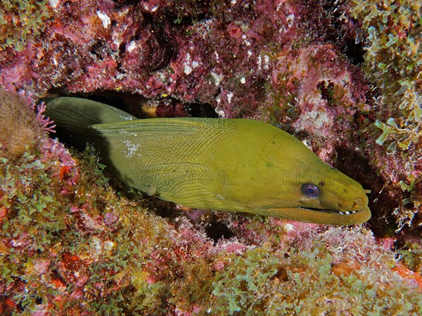 Green moray