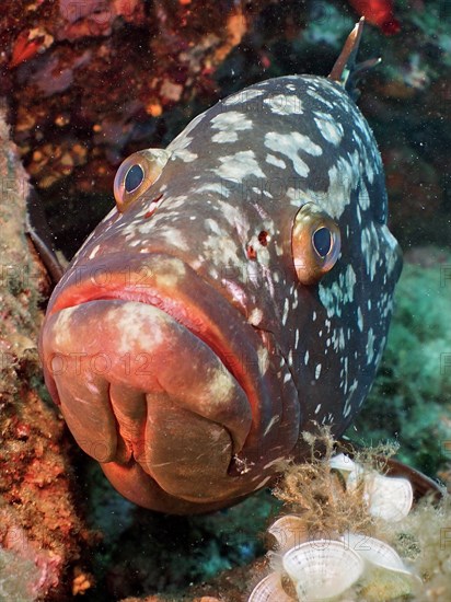 Portrait of dusky grouper