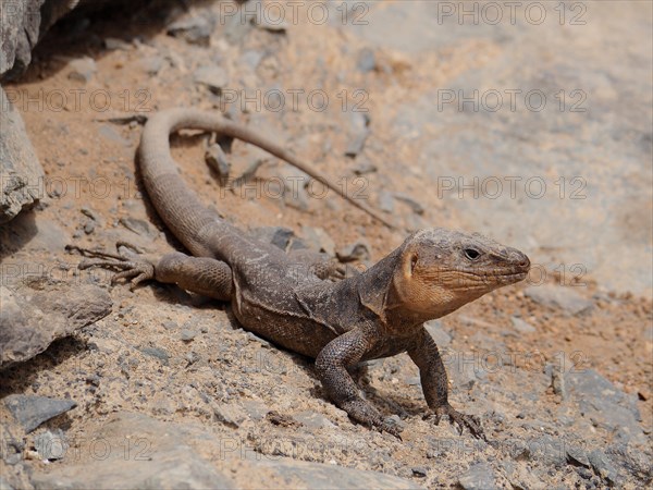 Gran Canaria Giant Lizard