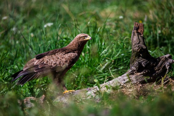 Lesser spotted eagle