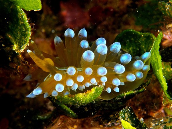 Striped thick-billed slug