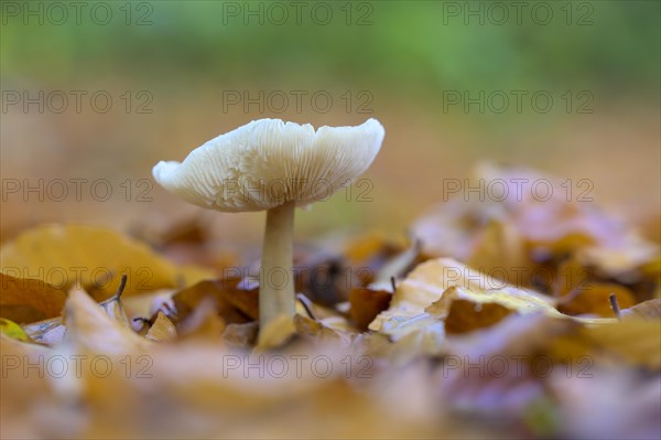 Mushroom in beech forest