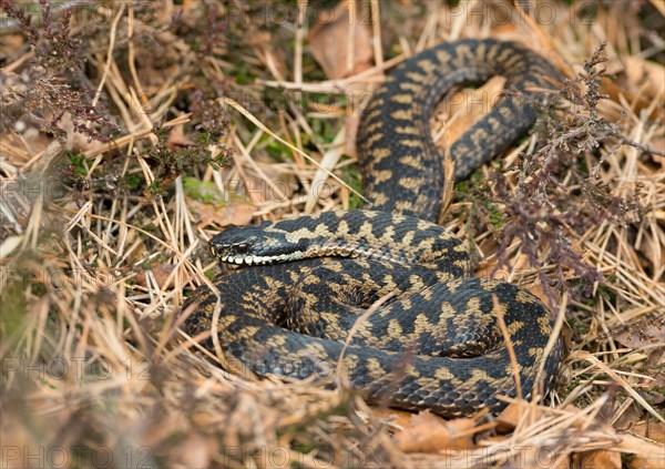 Wild common european viper