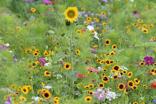 Colourful flowering strip