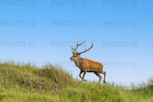 Red deer